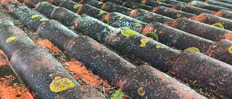 Traitement anti-mousse toiture